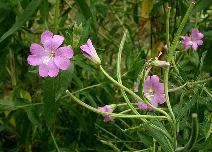 EPILOBIUM HIRSUTUM L. – vrbovka chlupatá / kyprina chlpatá