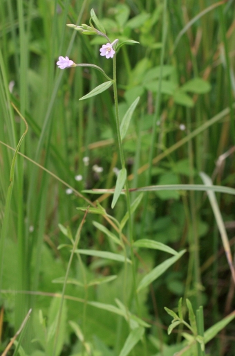 Epilobium palustre