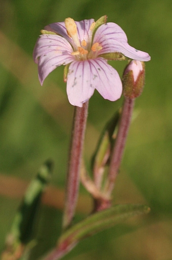 Epilobium palustre