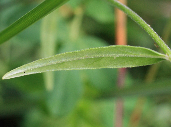 Epilobium palustre