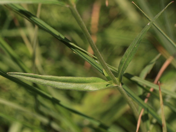 Epilobium palustre