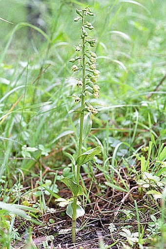 Epipactis albensis