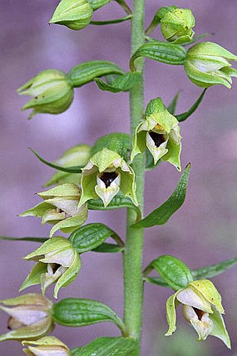 Epipactis albensis