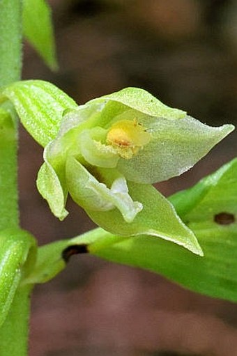 Epipactis albensis