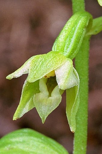 Epipactis albensis