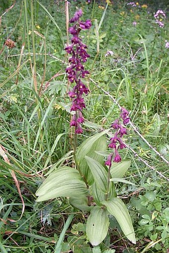 Epipactis atrorubens