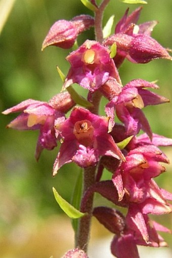 Epipactis atrorubens