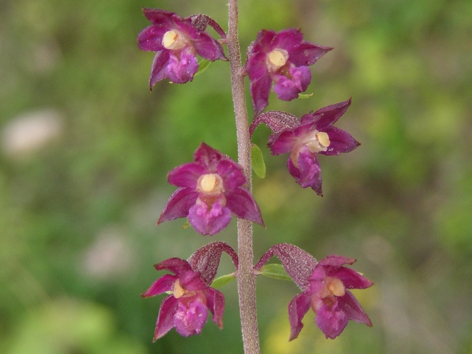 Epipactis atrorubens