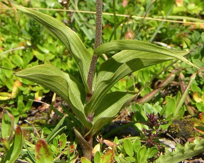 Epipactis atrorubens