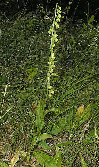 Epipactis muelleri