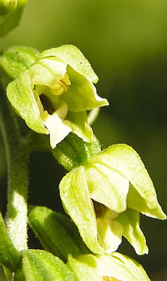 Epipactis muelleri