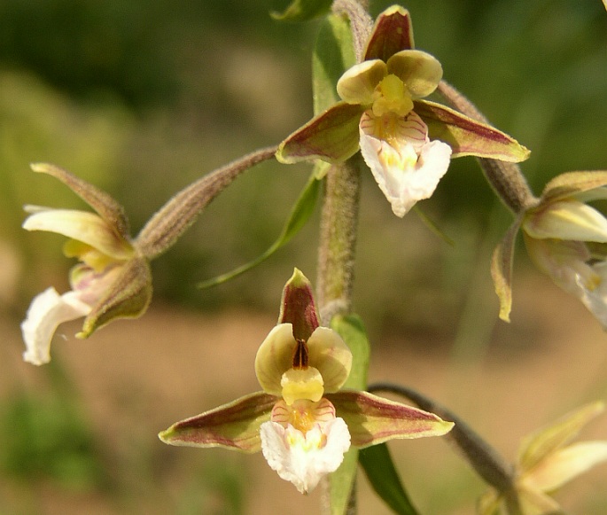 Epipactis palustris