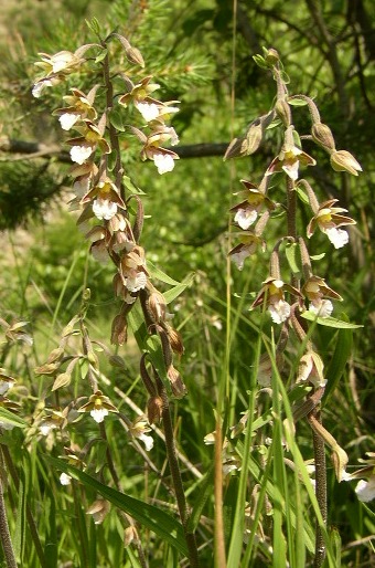 Epipactis palustris