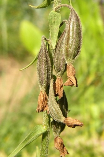 Epipactis palustris