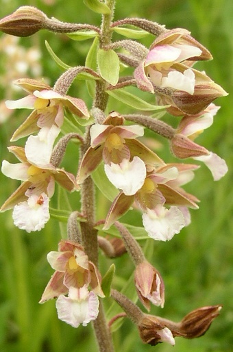 Epipactis palustris