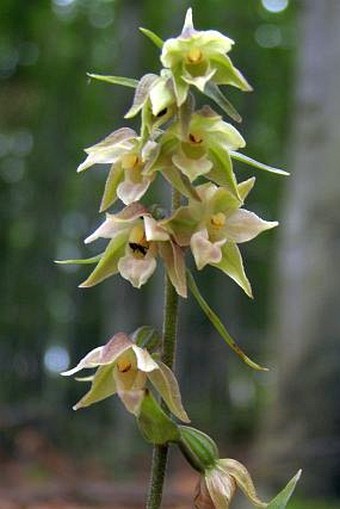 Epipactis pseudopurpurata