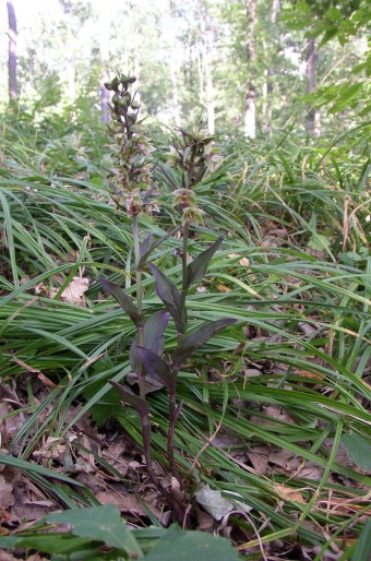 Epipactis purpurata