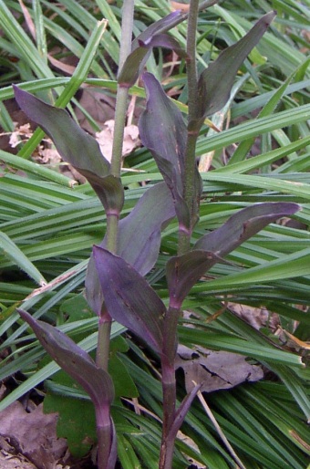 Epipactis purpurata