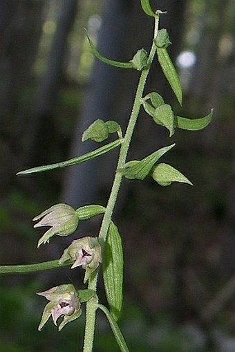 Epipactis leptochila subsp. neglecta