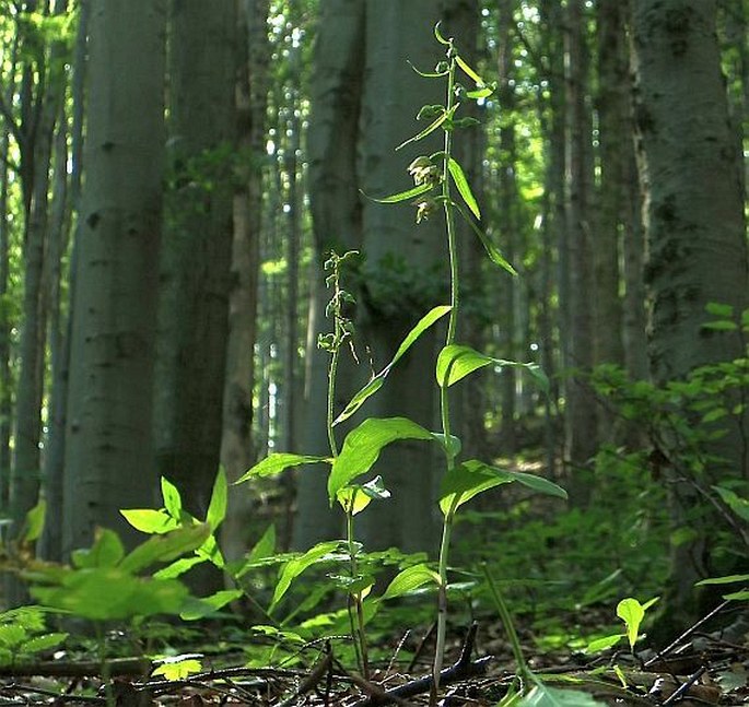 Epipactis leptochila subsp. neglecta