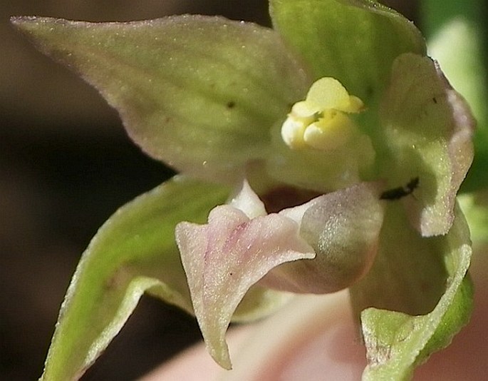 Epipactis leptochila subsp. neglecta