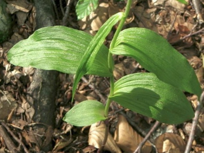 Epipactis leptochila subsp. neglecta