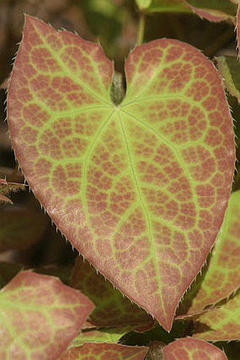 Epimedium ×perralchicum