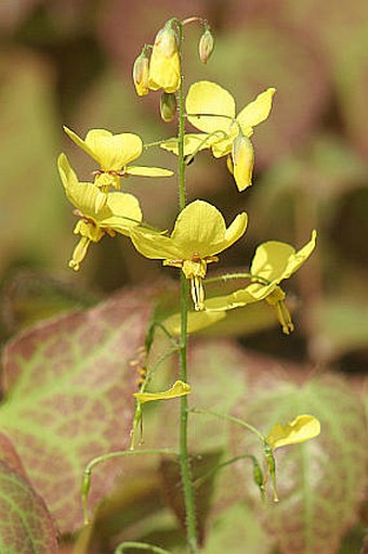 Epimedium ×perralchicum