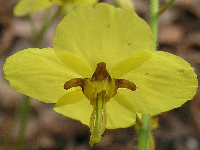 Epimedium ×perralchicum