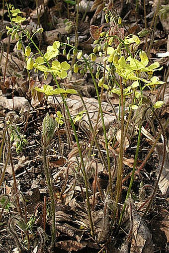 Epimedium pinnatum