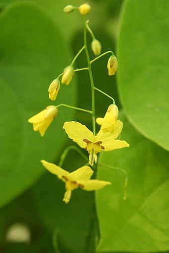 Epimedium pinnatum