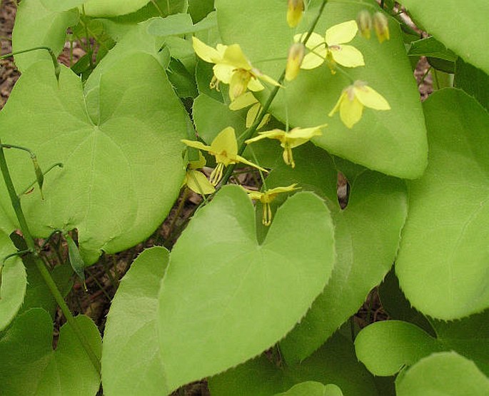 Epimedium pinnatum