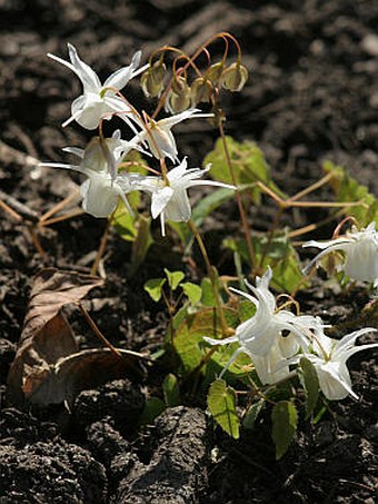 Epimedium ×youngianum