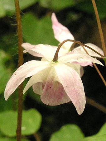 Epimedium ×youngianum