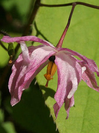 Epimedium ×youngianum