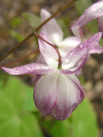 Epimedium ×youngianum