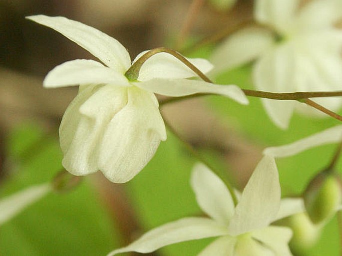 Epimedium ×youngianum