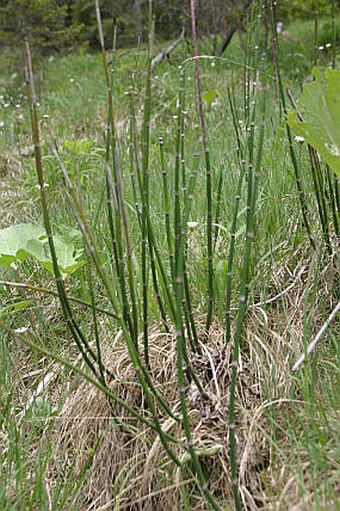 Equisetum hyemale