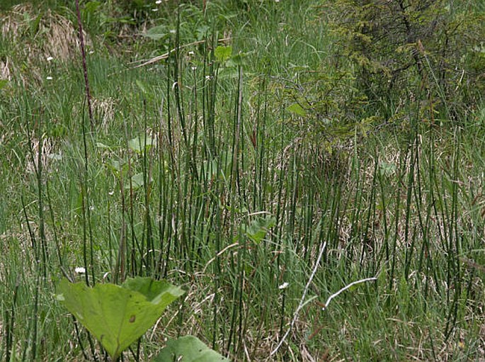 Equisetum hyemale