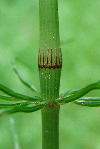 Equisetum pratense