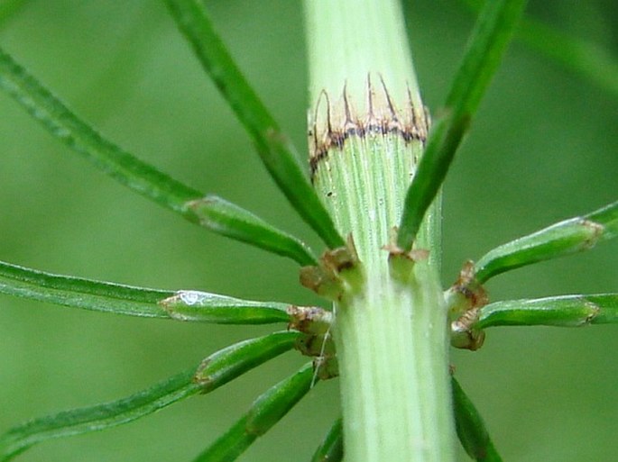 Equisetum pratense