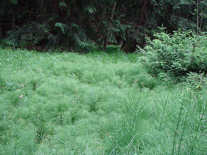 Equisetum pratense