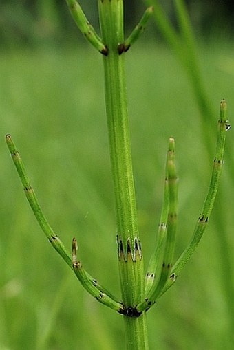 Equisetum hyemale