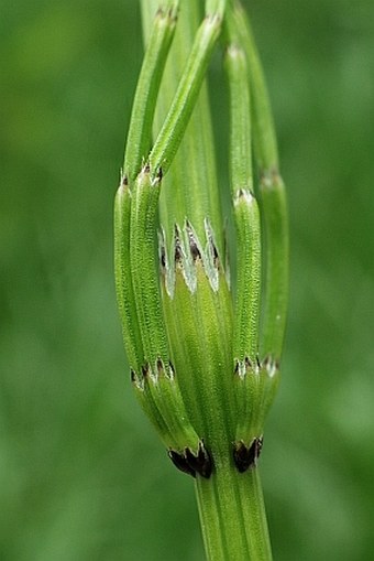 Equisetum palustre