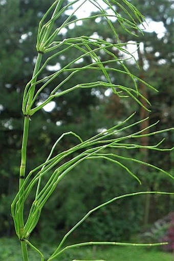 Equisetum palustre