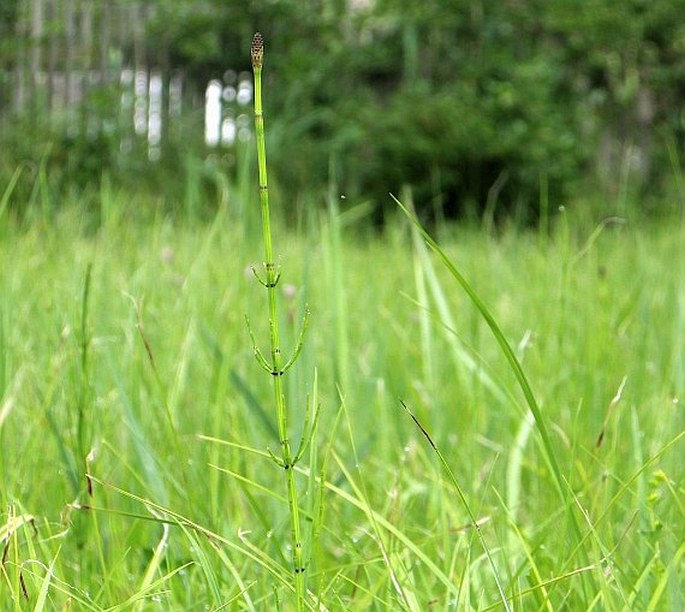 Equisetum palustre