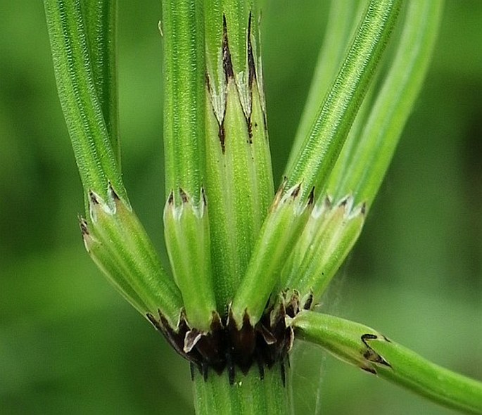 Equisetum palustre