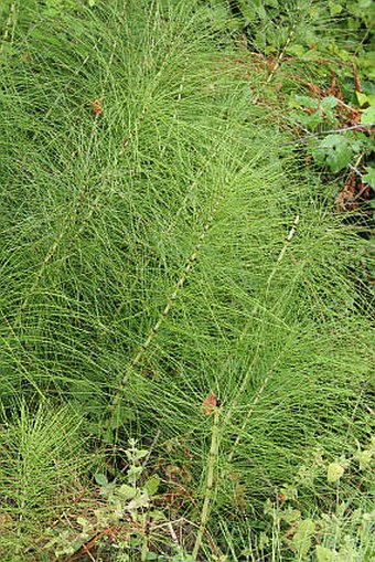 Equisetum telmateia