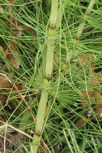 Equisetum telmateia