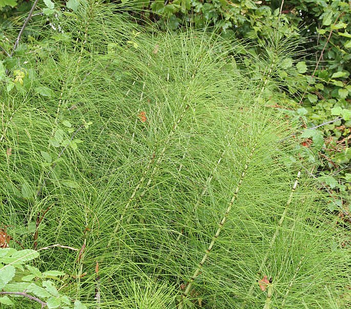 Equisetum telmateia